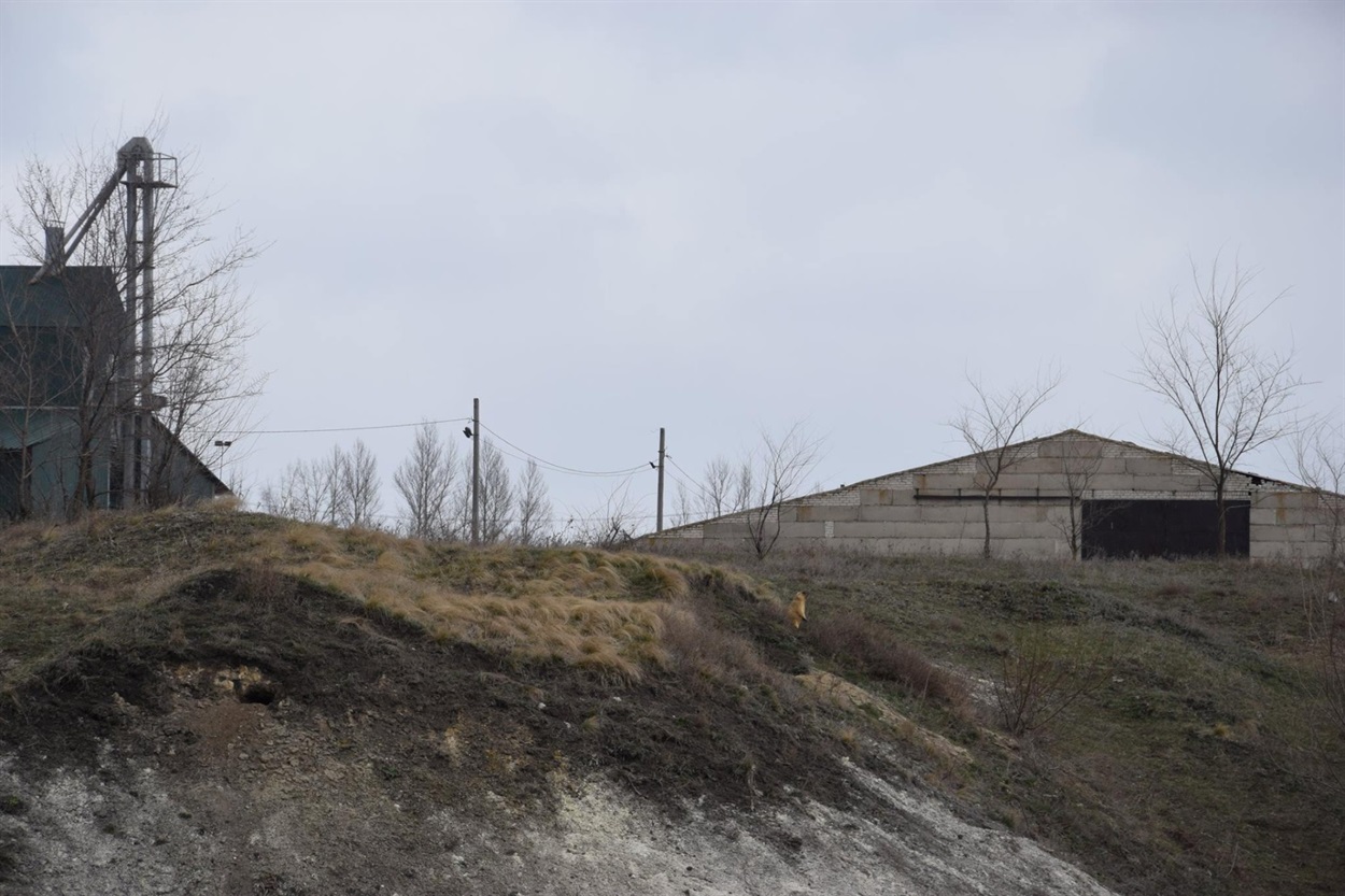 Колонія бабаків живе при заїзді до села Багачка